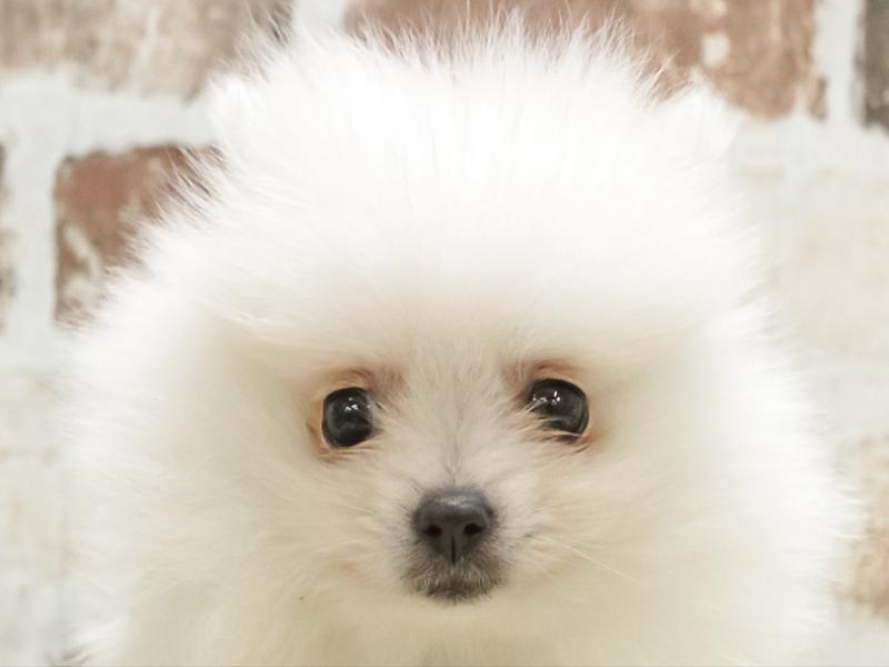羊毛クリップペット　ポメラニアン　ホワイト　うちの子オーダー　ペット　犬 ⭐極小ポメ⭐ . 小さくても食が太いからずっしり💟🐷 既に盛り